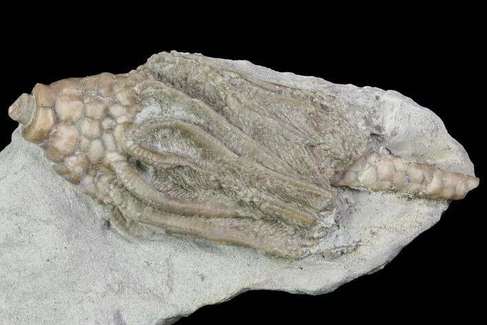 Bargain, Macrocrinus Crinoid Fossil - Crawfordsville, Indiana #68487